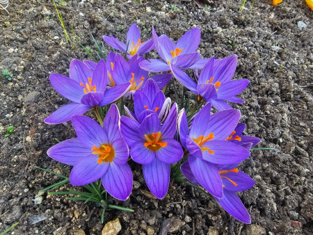 Crocus mawii